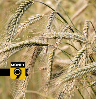 Good prices make farmers produce more rabi crops