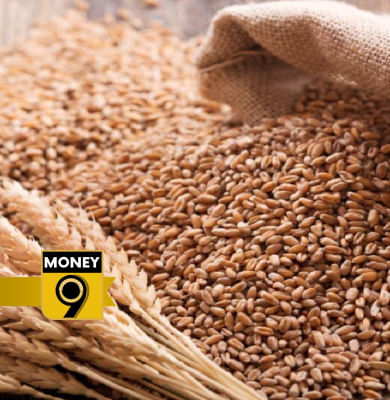 This is why wheat seeds could become a headache for farmers