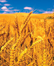 Wheat, rice prices may finally reduce!
