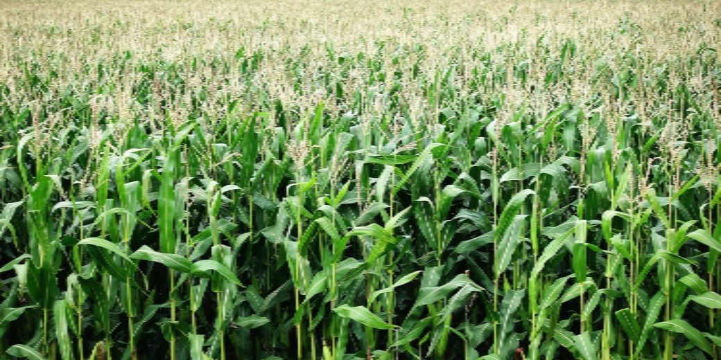 Maize production needs to rise 33% for enthanol push