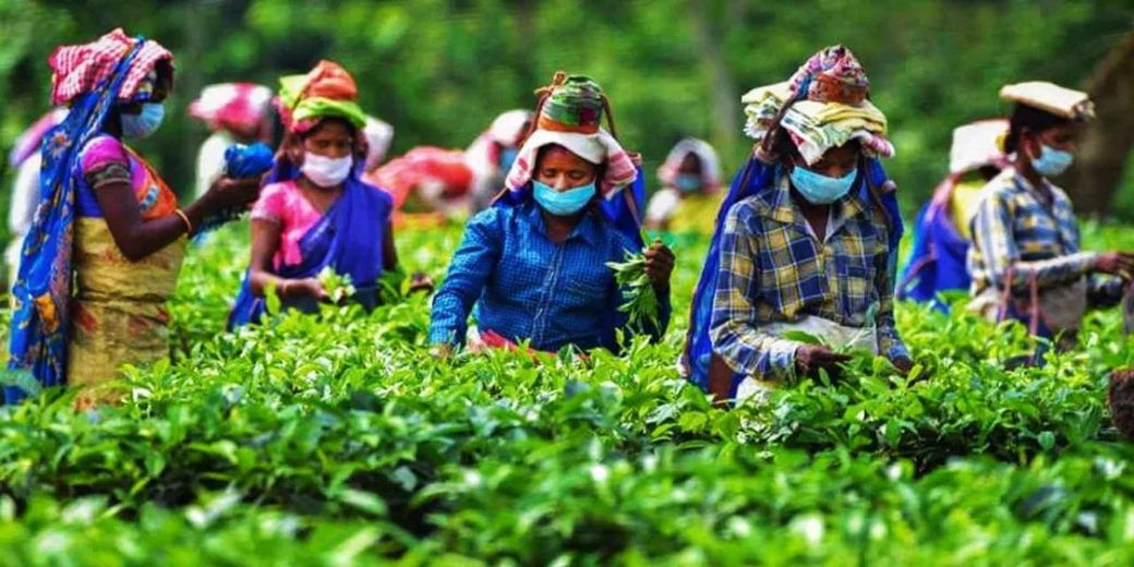 Heatwave affects crop: First flush Darjeeling tea prices jump 10-15%
