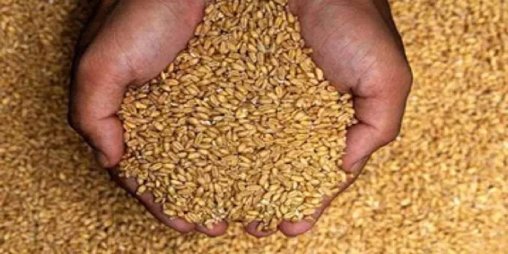 No wheat exports this year