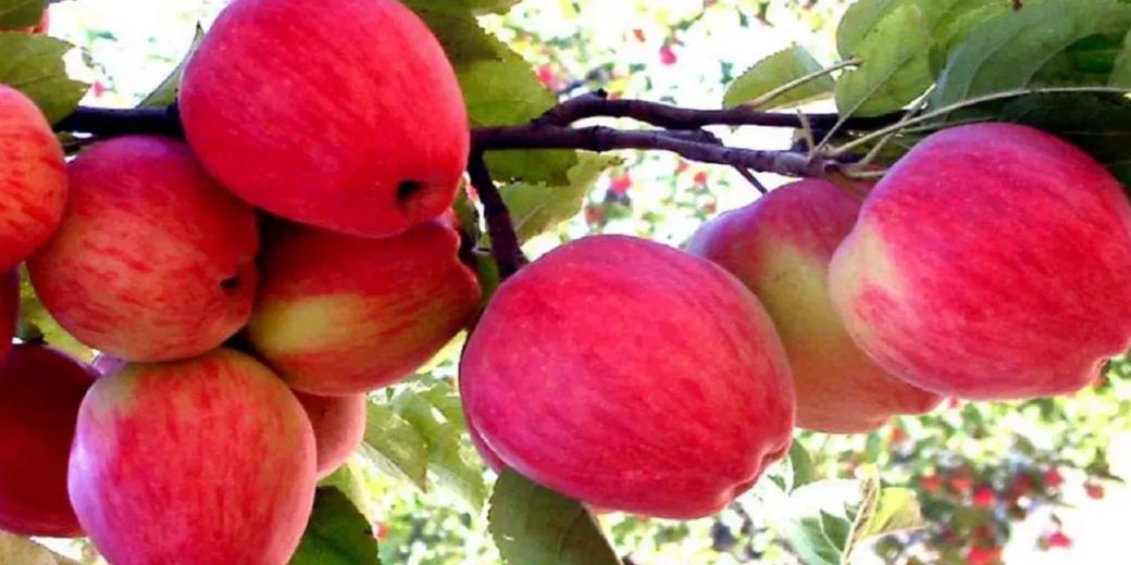 Crunchy apple may become scarce this year