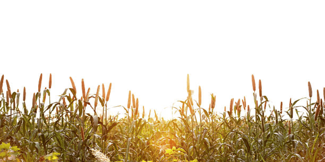 Millet prices shoot up to record levels in International Year of Millets