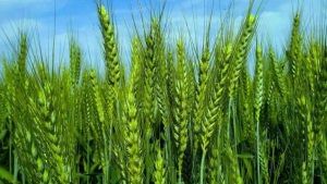 सरकार ने 11 पशु आधारित फसल जैव प्रोत्साहक तत्वों को दी मंजूरी धार्मिक आधार पर वापस ली