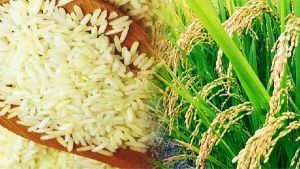 बासमती चावल की कीमतों में बढ़ोतरी का भारत-पाक तनाव से कोई नाता नहीं: AIREA