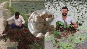 कृषि मंत्री चौहान ने अधिकारियों को मखाना बोर्ड के गठन में तेजी लाने के दिए निर्देश